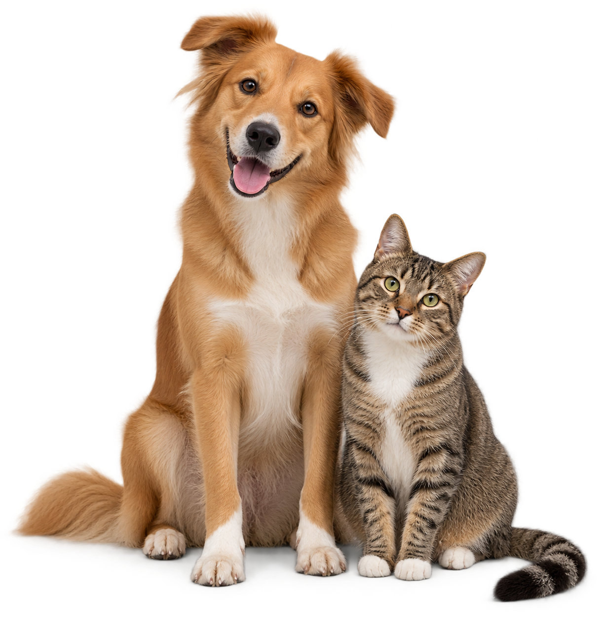 Un perrito y un gatito juntos
